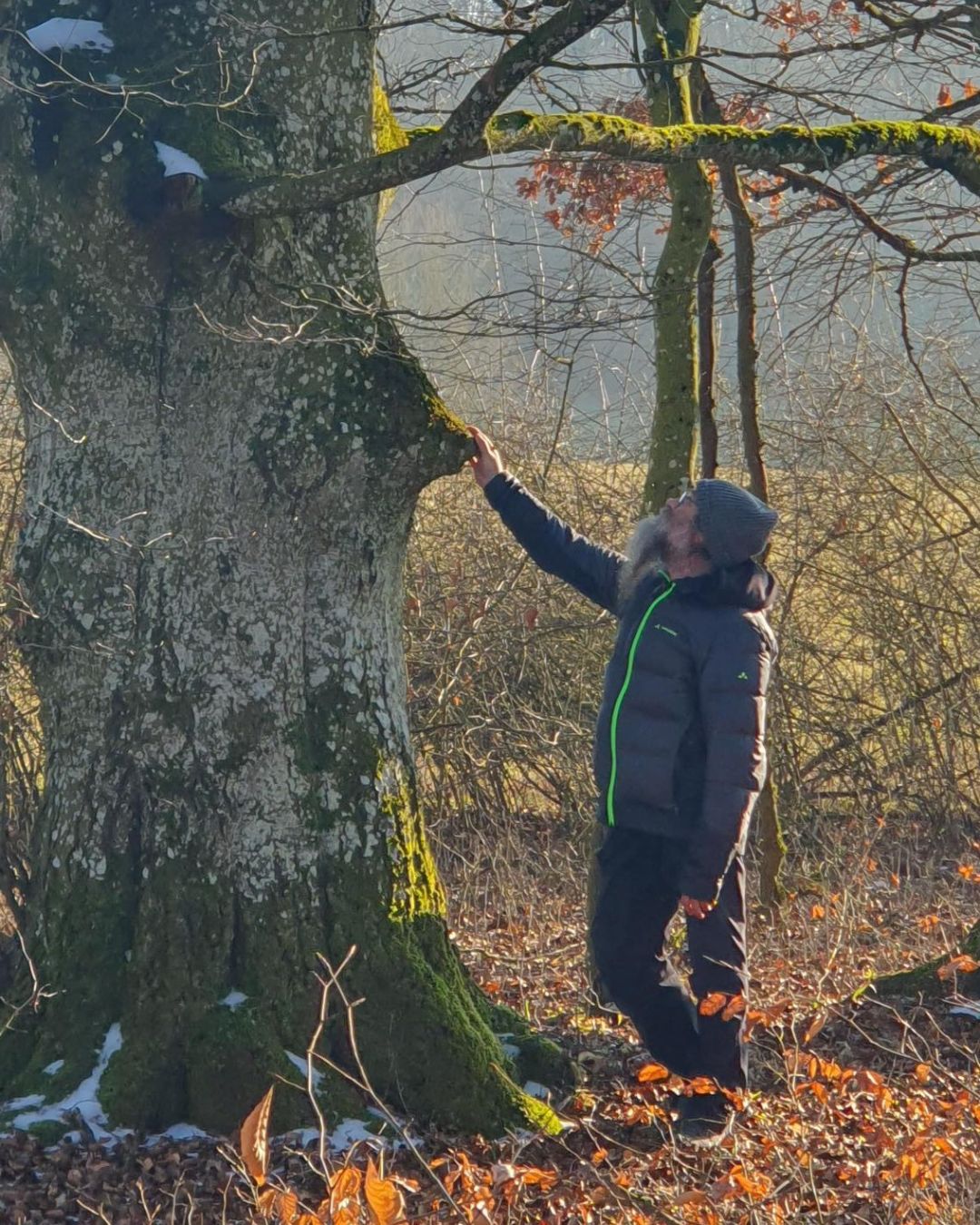 Alte Buche auf der Schwäbischen Alb