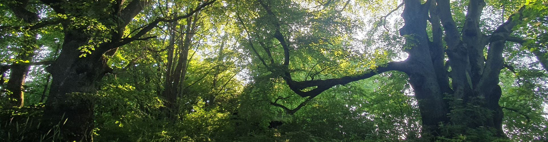 Alte Buchen Magischer Ort für das Flötenspiel auf der Schwäbischen Alb